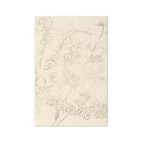 Botanicals