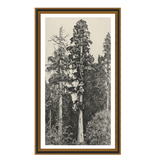Tree Sketch 01