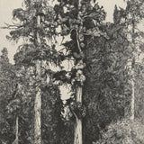 Tree Sketch 01