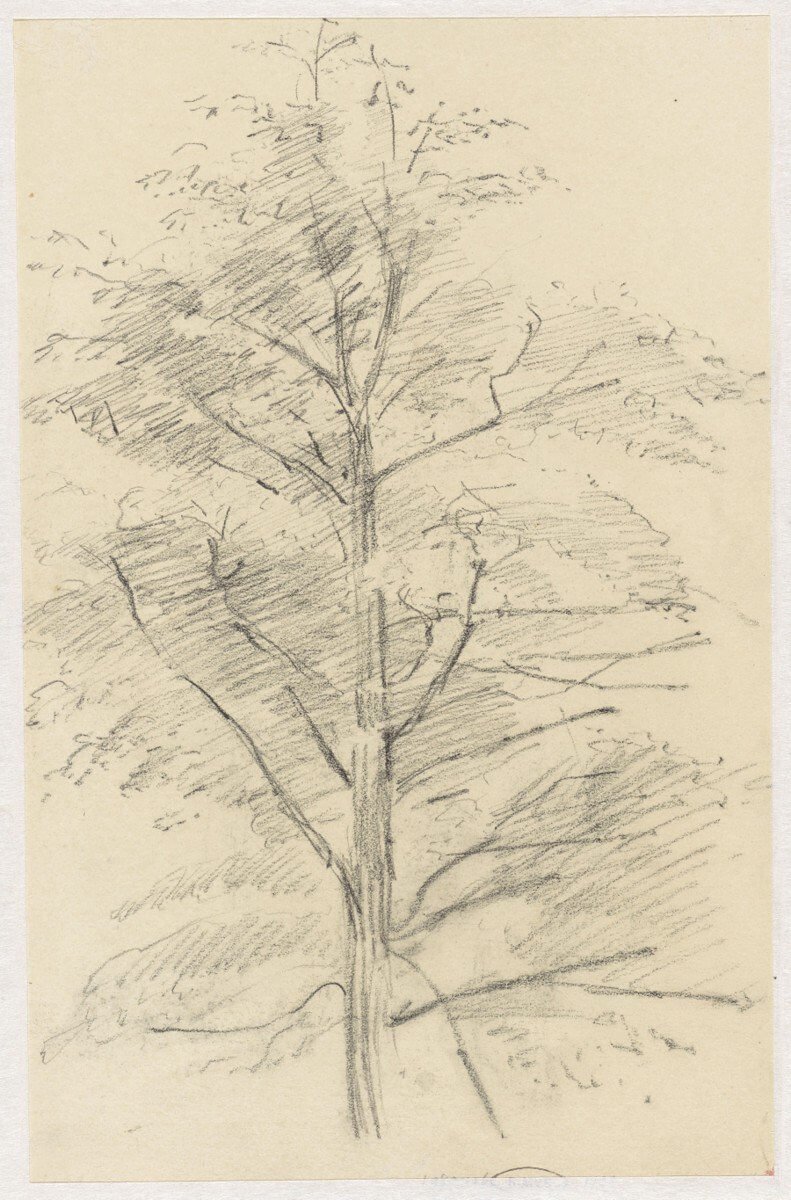 Tree Sketch by Birch Lane