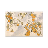 Clementines